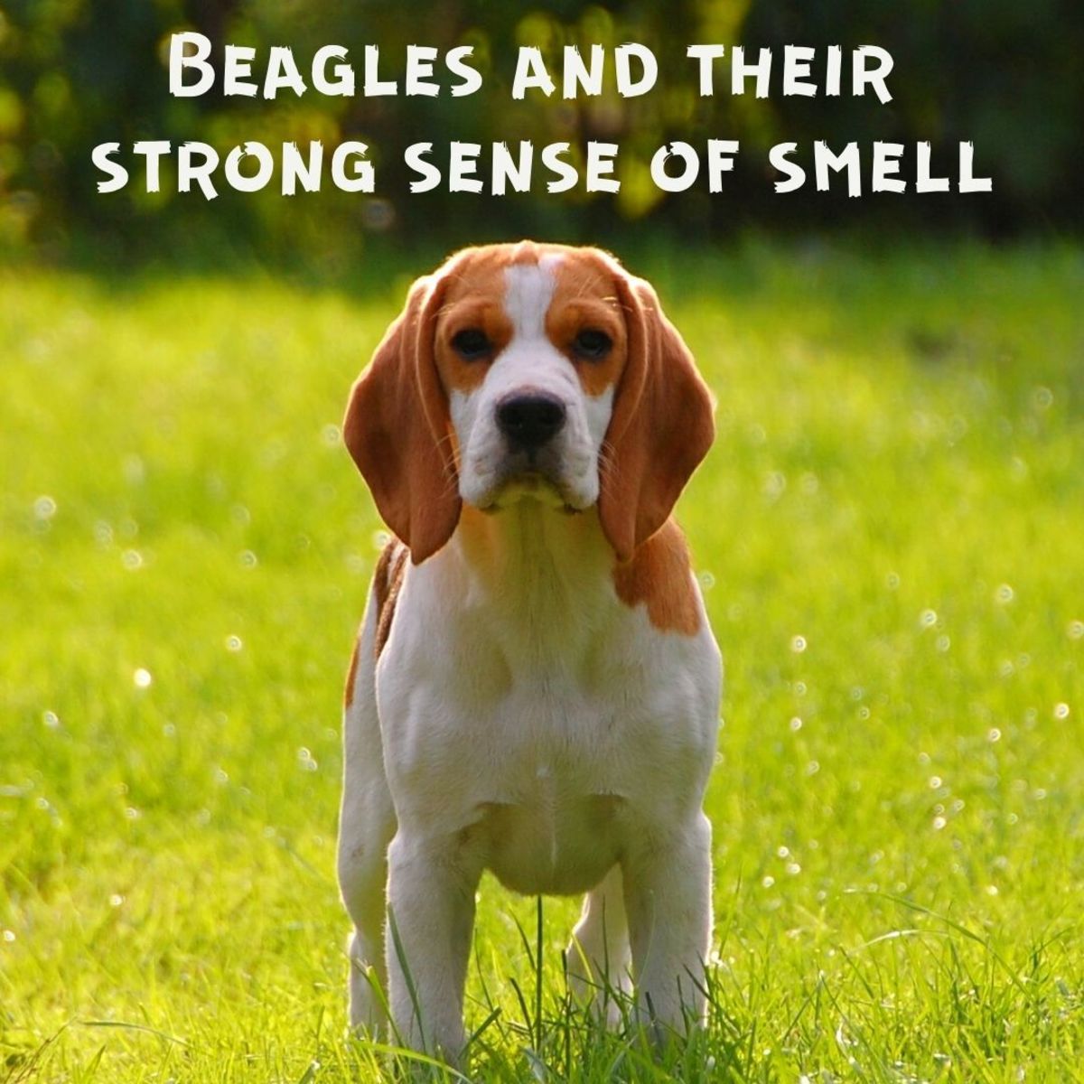 Beagles have an amazing sense of smell.