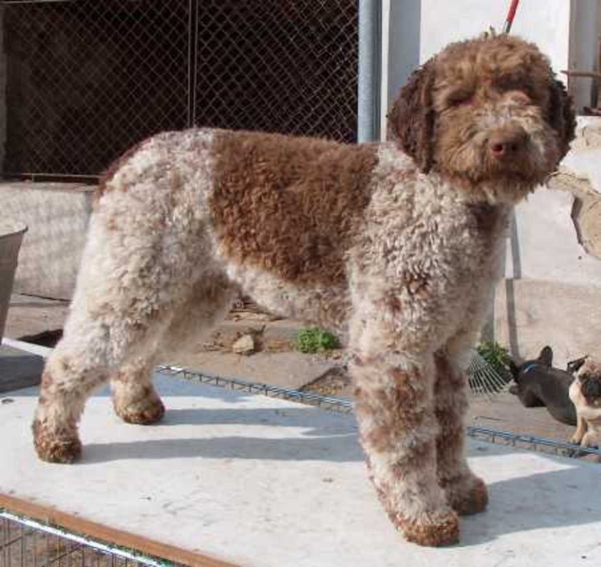 The Lagotto Romagnolo breed is used for truffle hunting in Italy.