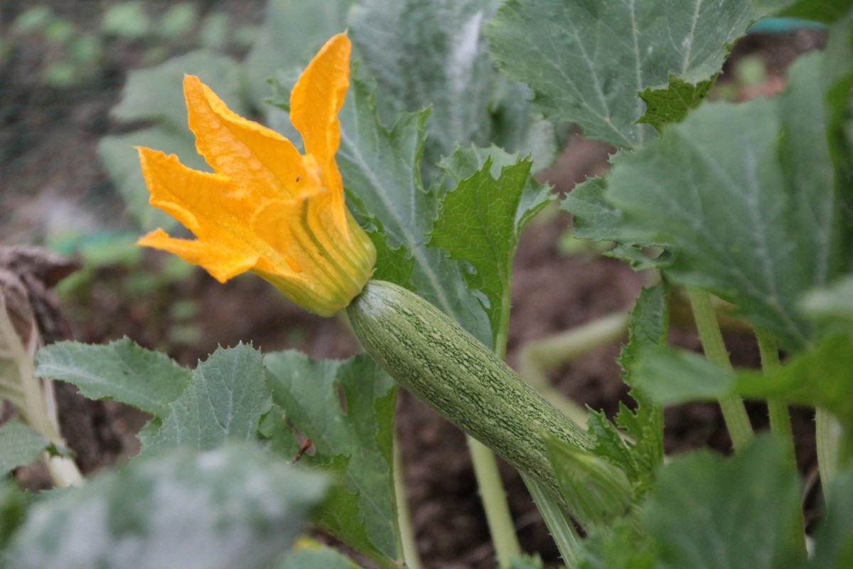 The zucchini will grow out from the plant and the yellow flower will remain on it.