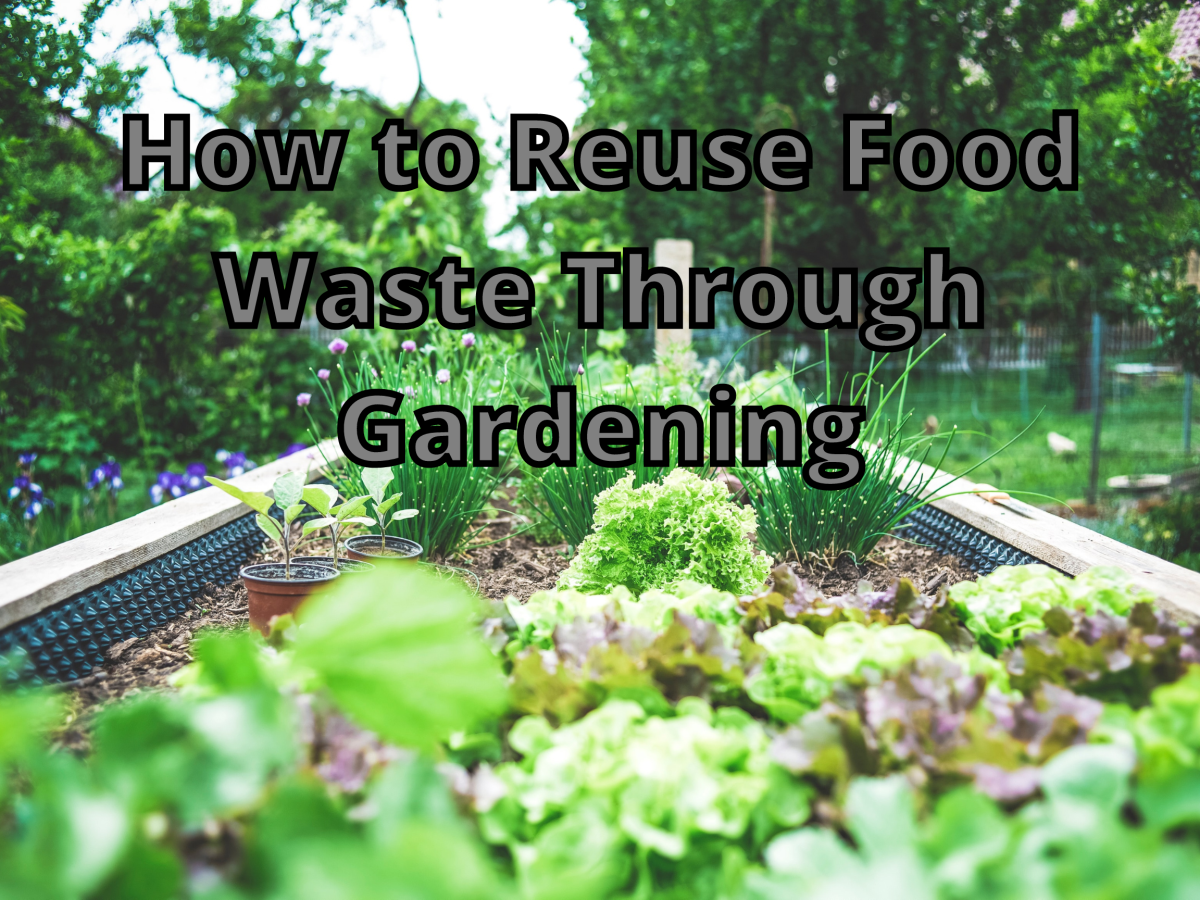How to Reuse Food Waste Through Gardening: The Zombie Garden