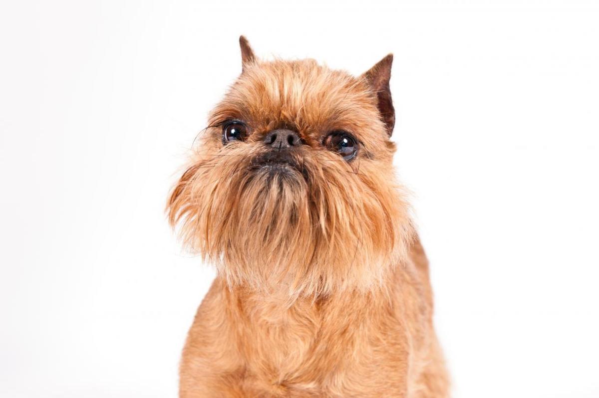 Star Wars Ewok Character Developed From Brussels Griffon Breed