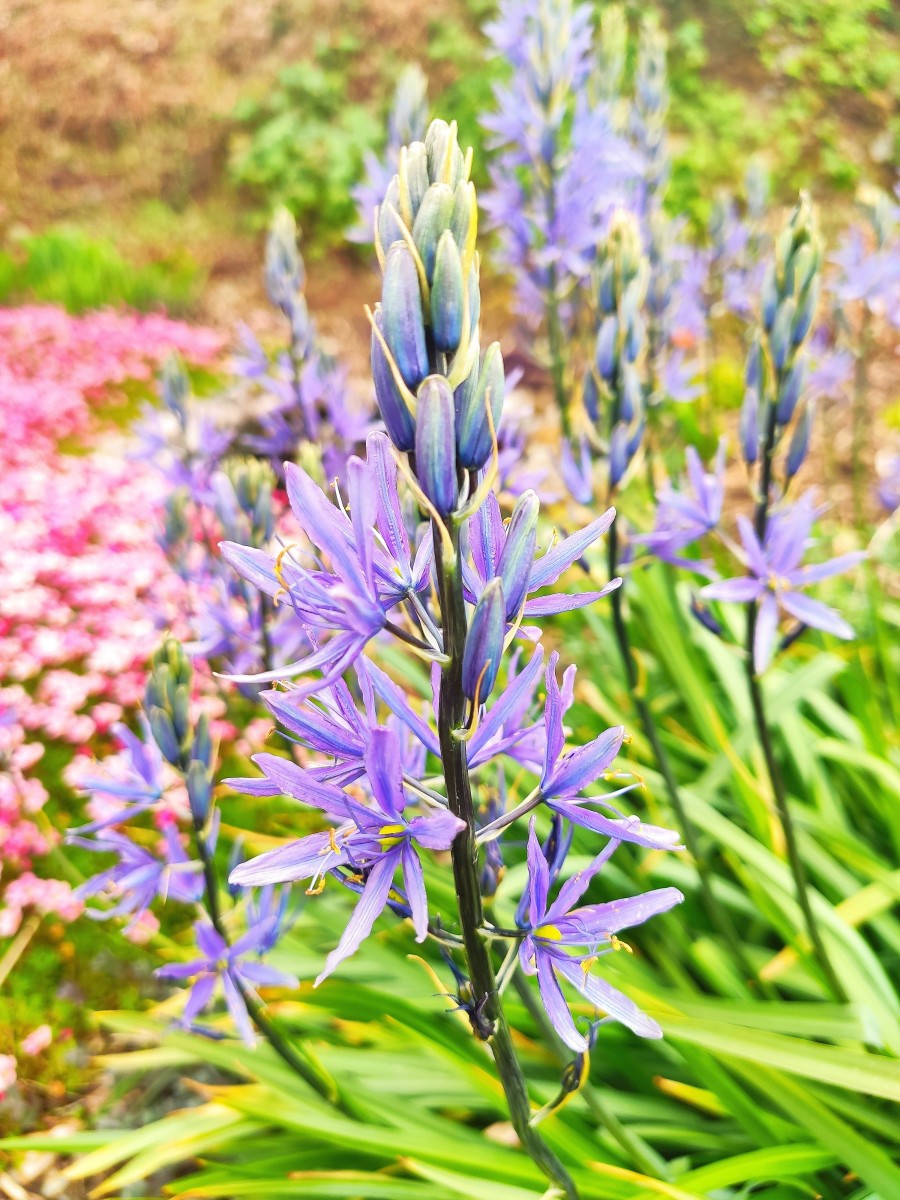 In addition to brightening up the garden, camassia also provides wonderful cut flowers to display in your home.  