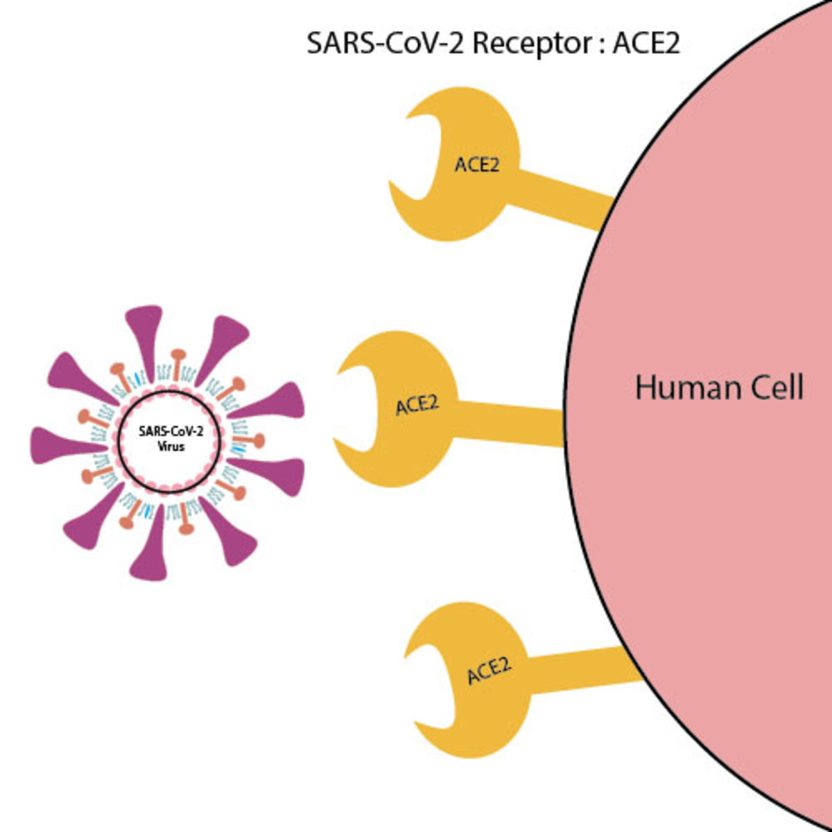 "COVID Tongue" The new manifestation of SARS-CoV-2? - HubPages