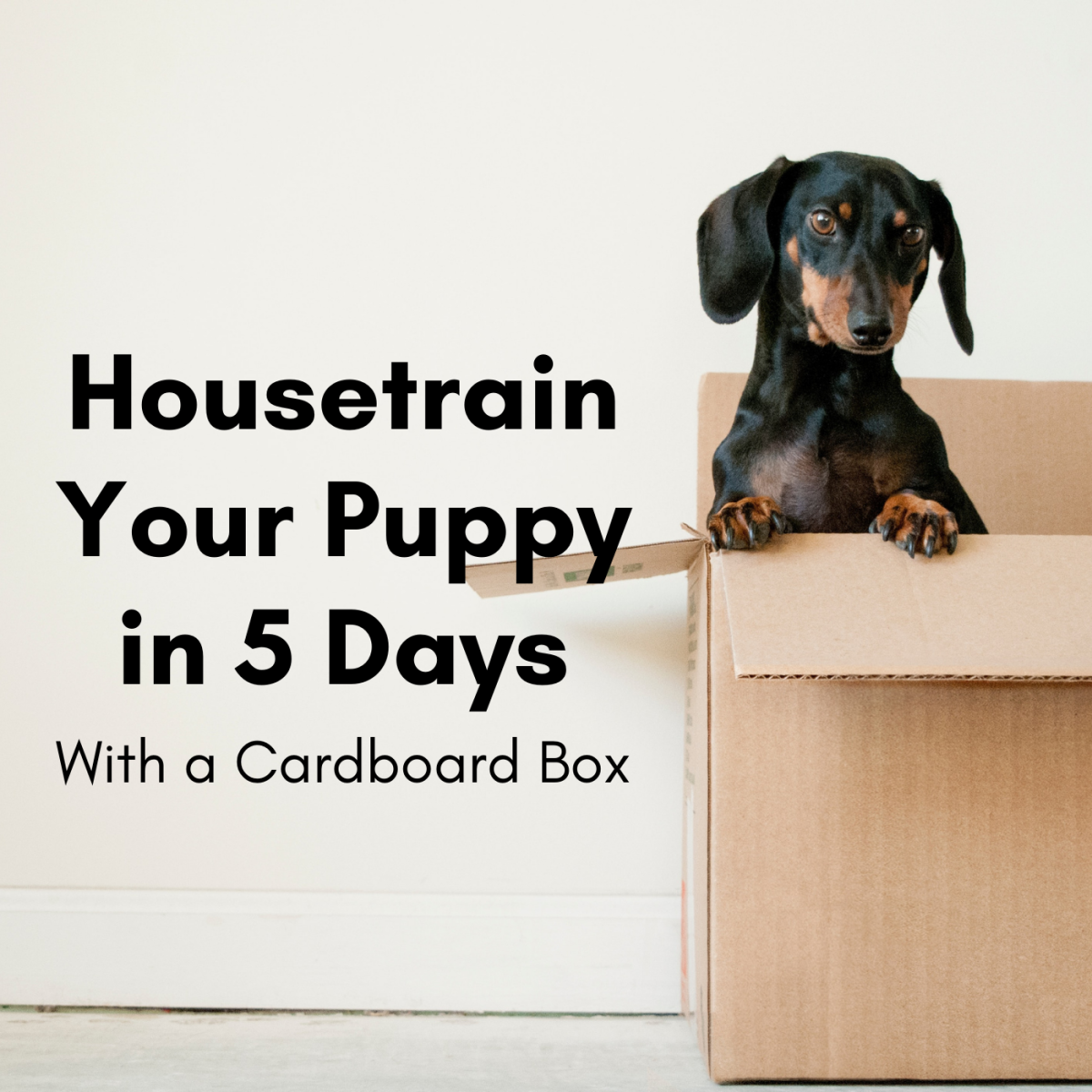 You can housetrain your dog in just five days with a cardboard box.