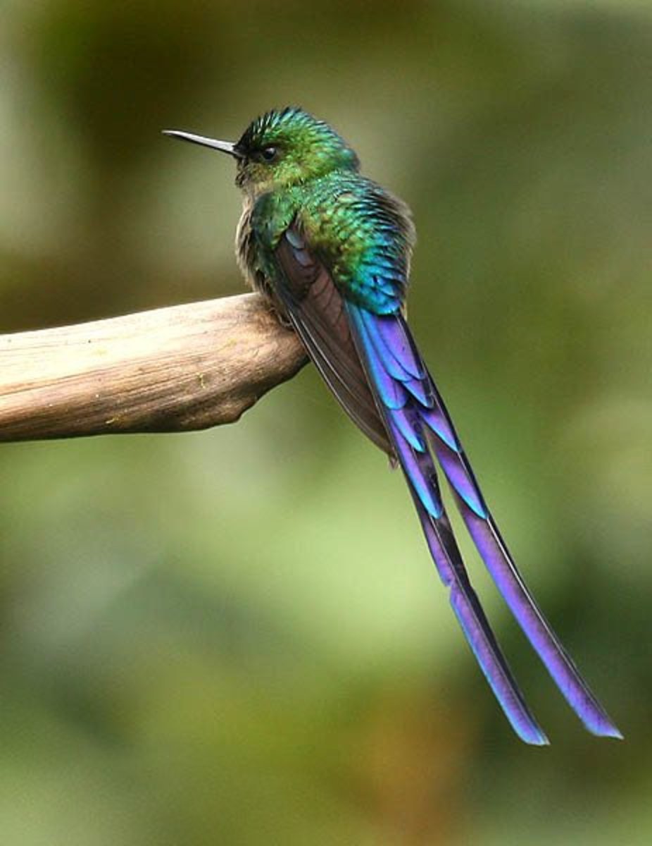The Striking Violet-tailed Sylph