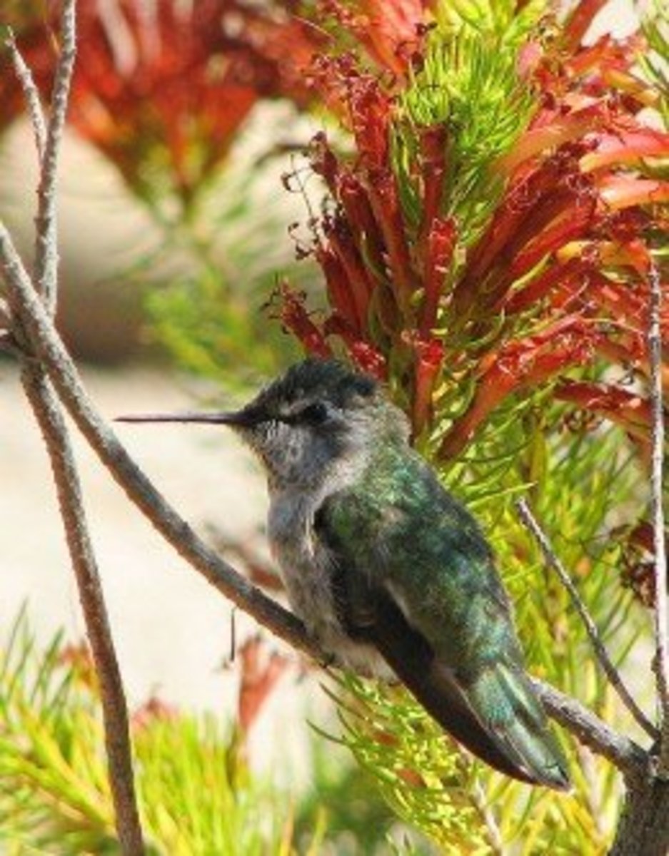 Perched on a branch: female Anna's hummingbird