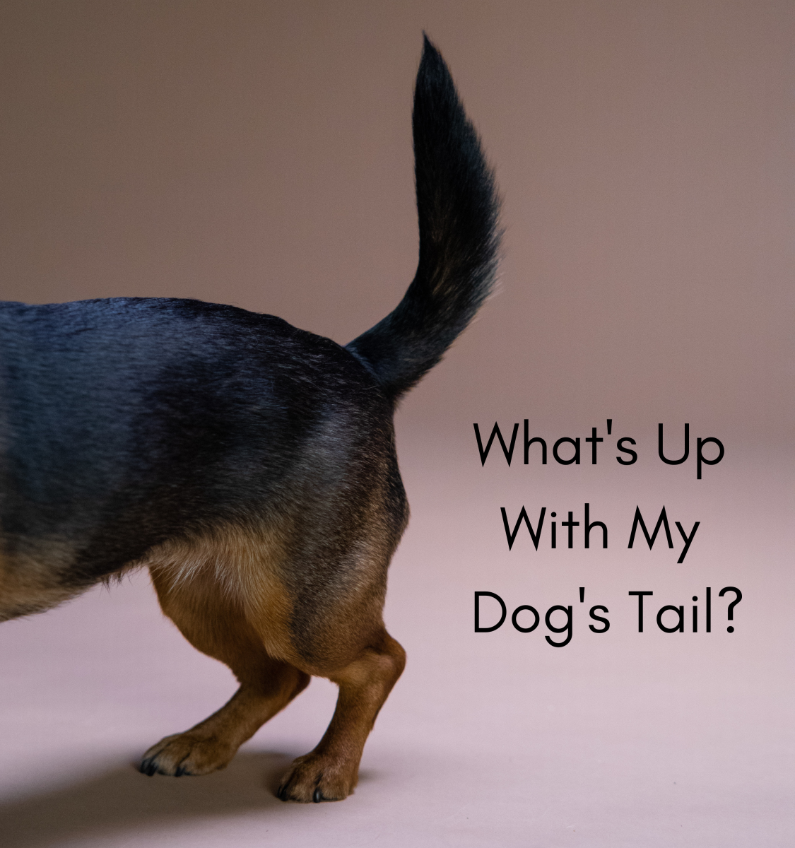 Whats Wrong With My Dogs Tail Pethelpful