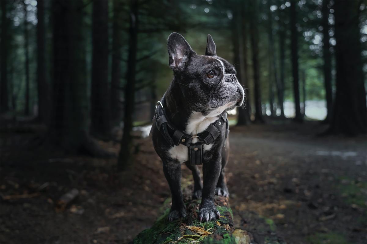 French Bulldogs are another great breed for apartment dwellers.