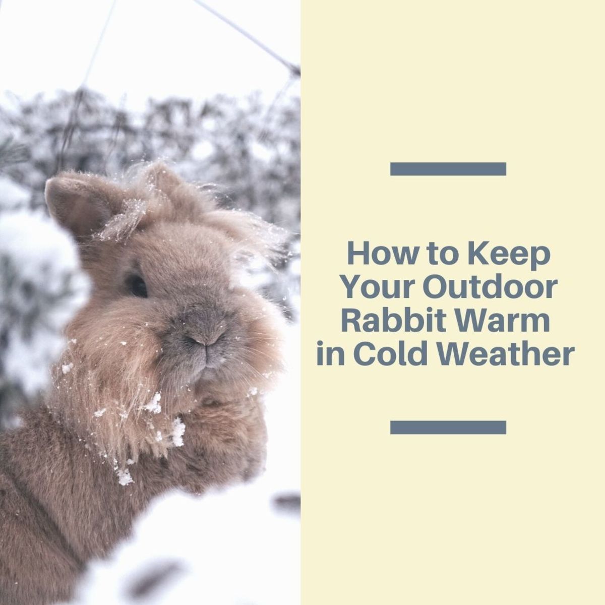 Cold Weather Care for Outdoor Rabbits