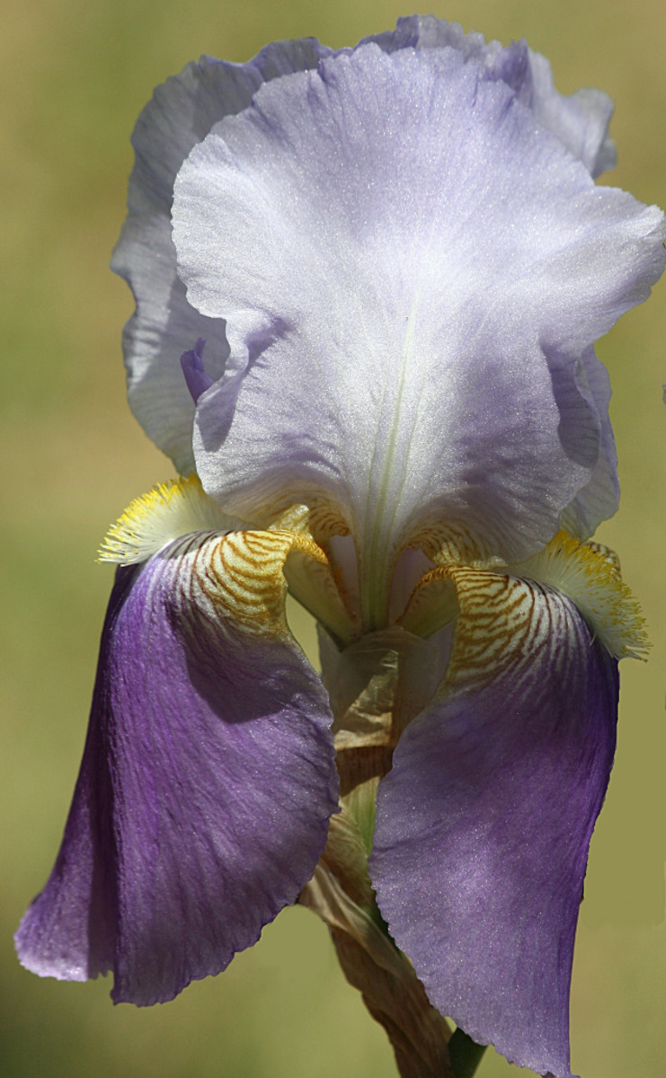 Iris Flowers Growing, Facts and History HubPages