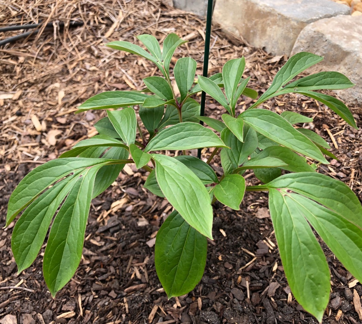 This peony just emerged from the ground about a week ago. This photo was taken May 4, 2021. Soon it will have huge buds the produce those gorgeous flowers.