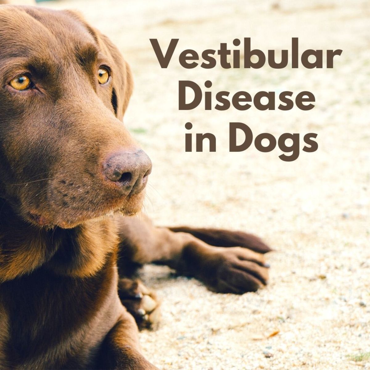 Is your dog walking with an uncoordinated, drunk-like gait? This may be a sign of vestibular disease.