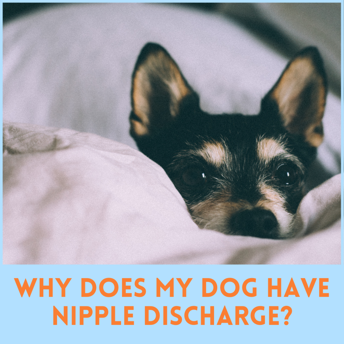Nipple discharge in dogs isn't always cause for alarm, but it should never be ignored. 