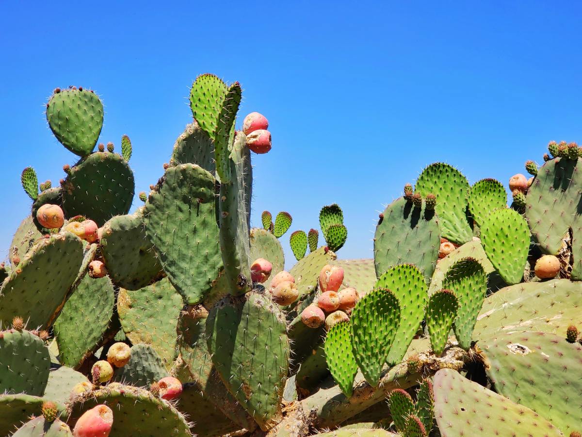How to Harvest and Eat Prickly Pear Cactus Pads