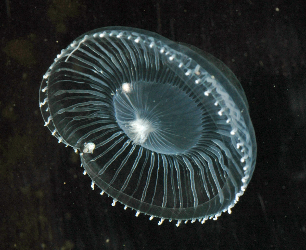 A crystal jelly (Aequorea Victoria) 