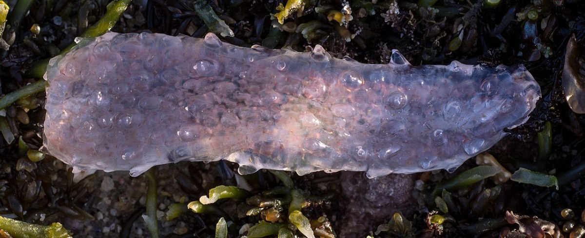 Pyrosomes—a colony of zooids at Point Pinos