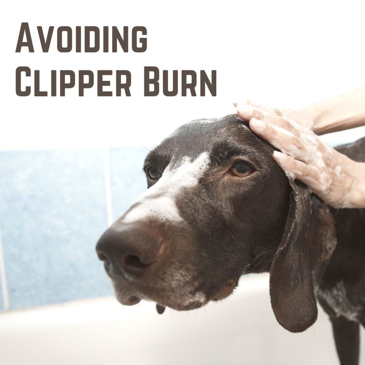Can dogs get razor burn?