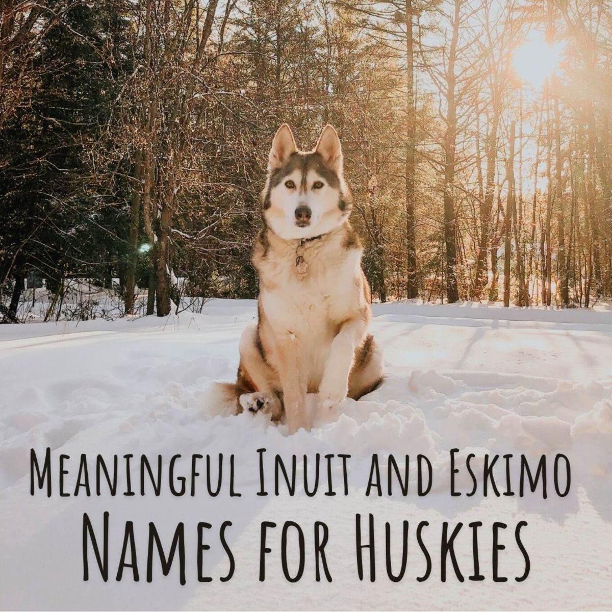 Your Husky is affectionate, friendly with dogs and people, intelligent, and athletic. Find an Inuit name that reflects its breed's heritage and personality.