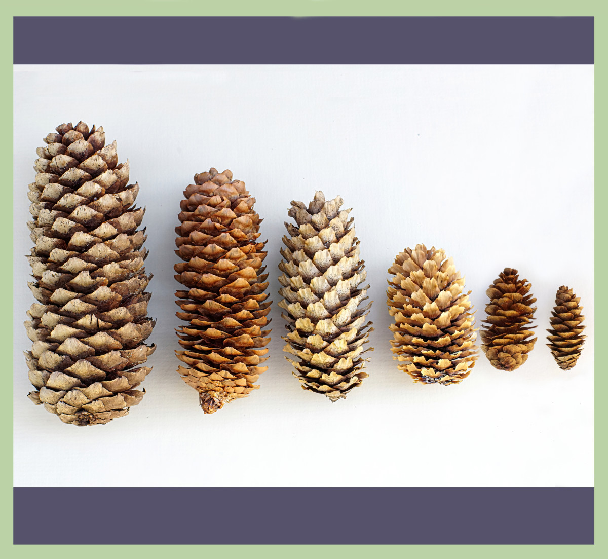 Comparing Spruce seed cones: 2 Left - Norway Spruce; 2 Middle - Blue Spruce; 2 Right - White Spruce 