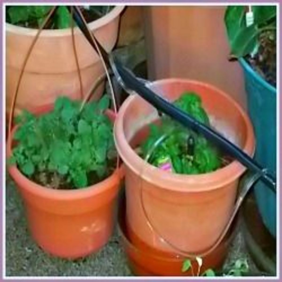 A few plants in my container garden enjoy a watering delivered by tubes attached to a drip system.