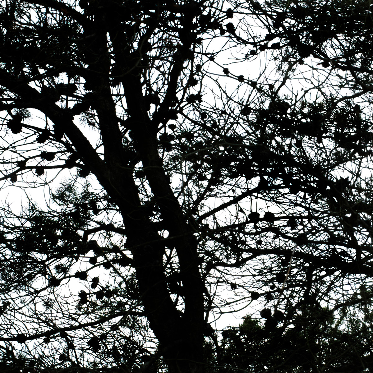 JACK PINE SEED CONES REMAIN INDEFINETLY ON TREE