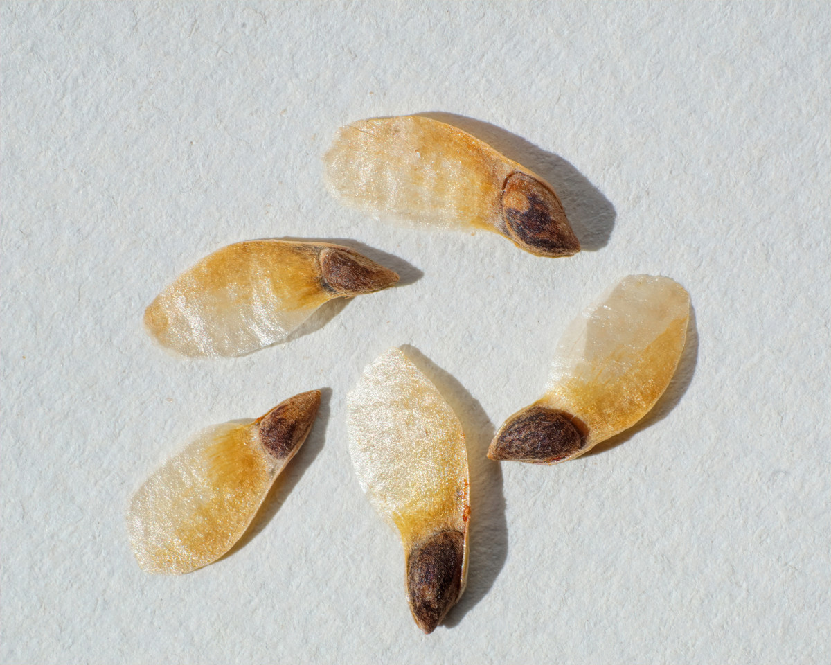 Norway Spruce winged seeds