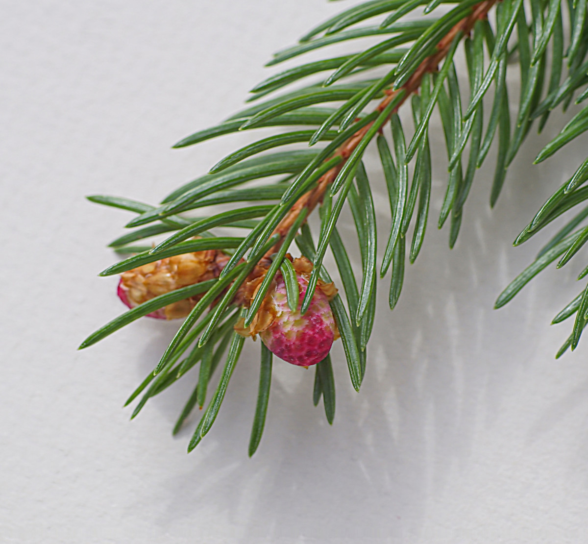 Norway Spruce pollen cones (male)