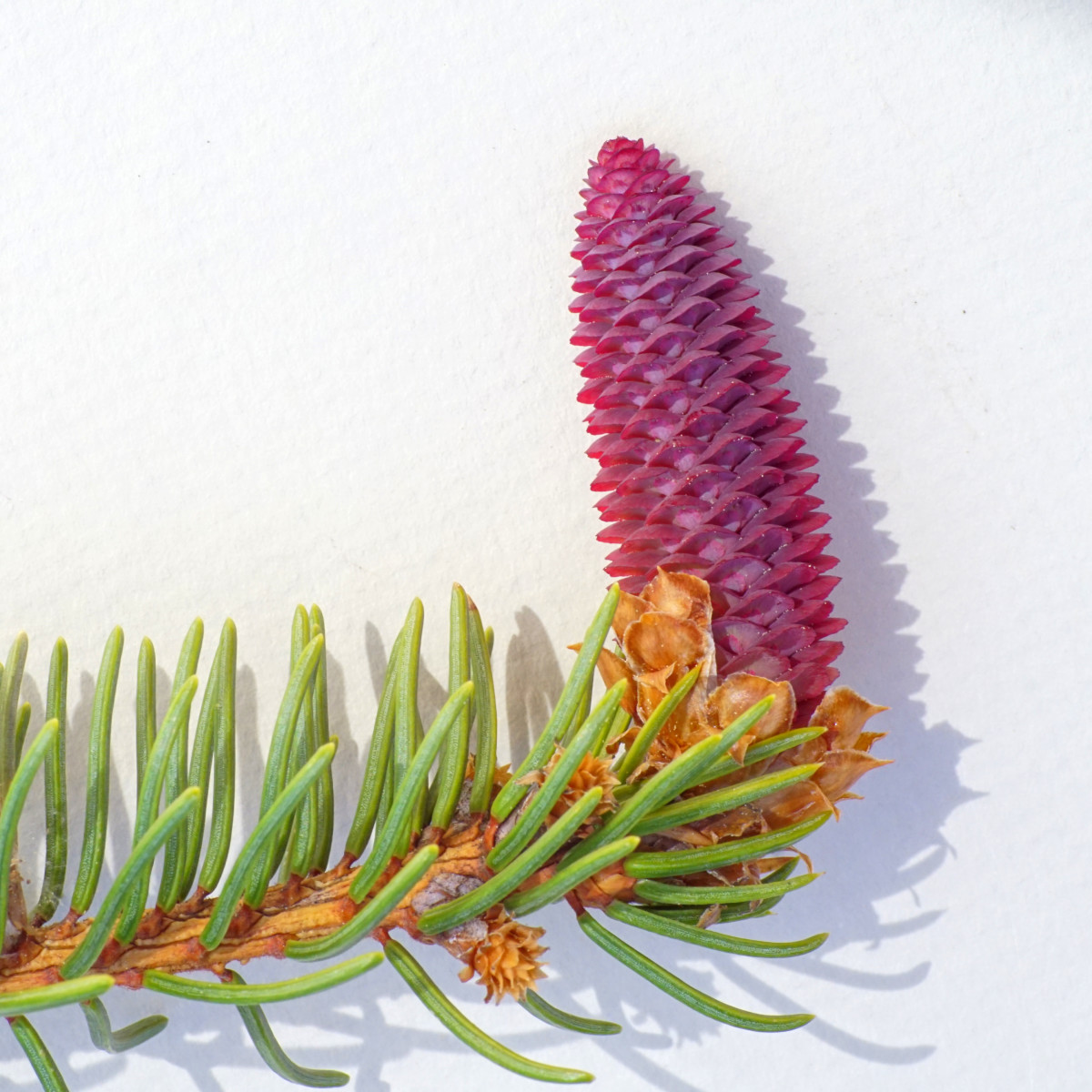 Norway Spruce seed cone (early spring)