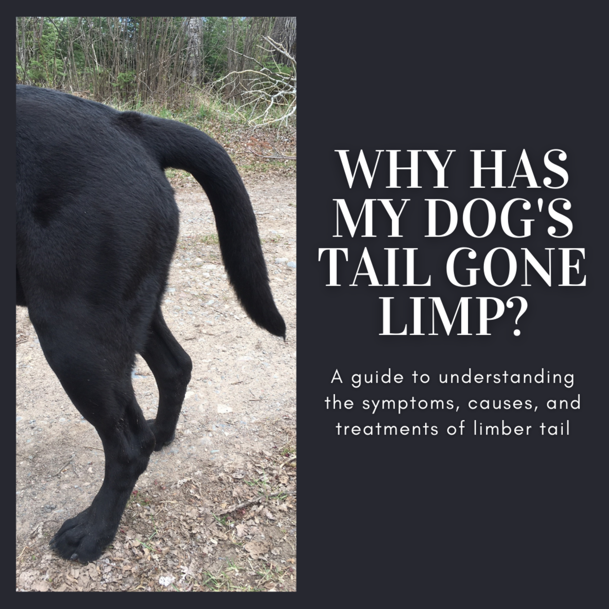 This article will break down the symptoms, causes, and treatments of the condition known as limber tail (also known as limp tail, cold tail, and broken wag). 