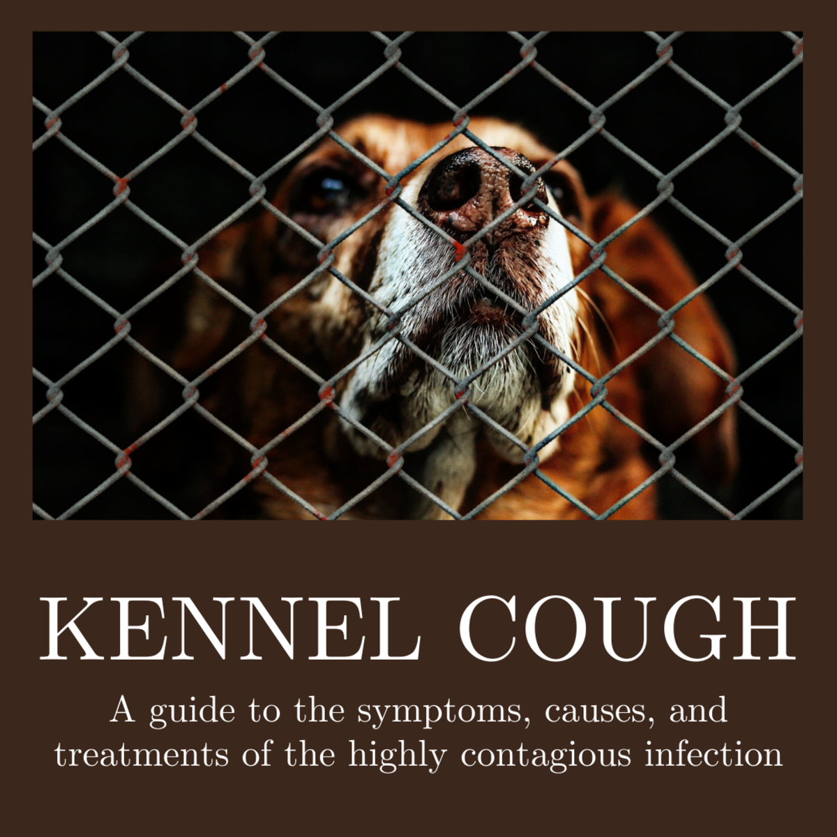 This article will break down the symptoms, causes, and treatments for the highly contagious respiratory infection known as kennel cough.