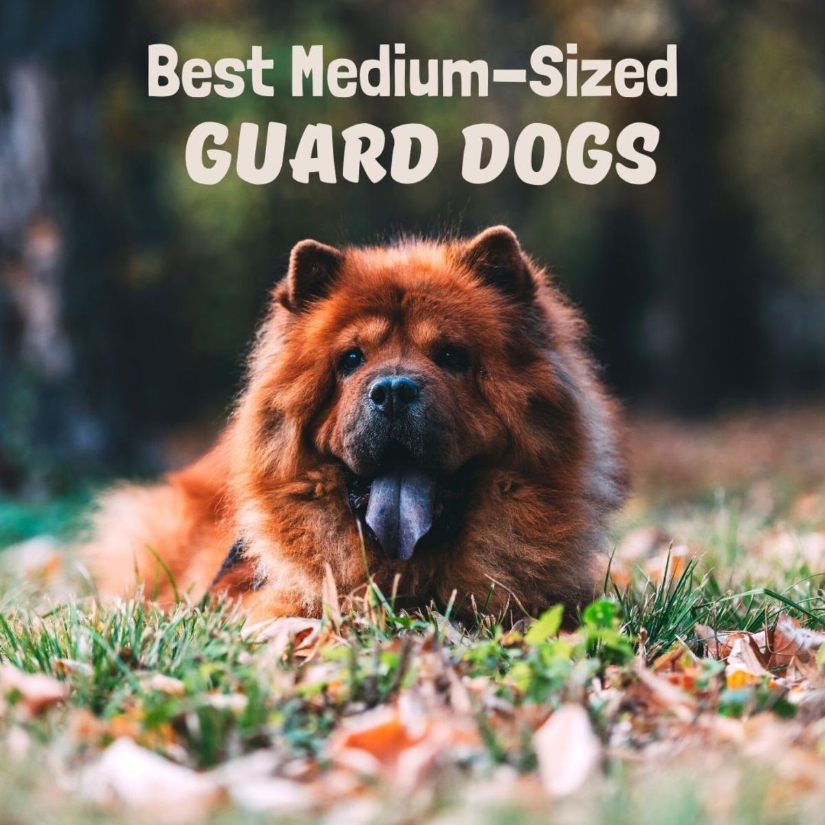 Many medium-sized dog breeds make good guard dogs.
