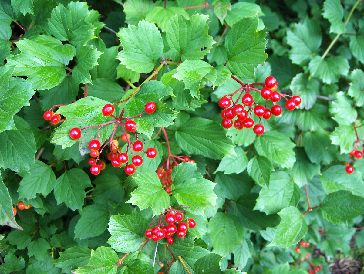 Viburnum 'American Cranberry' Berries