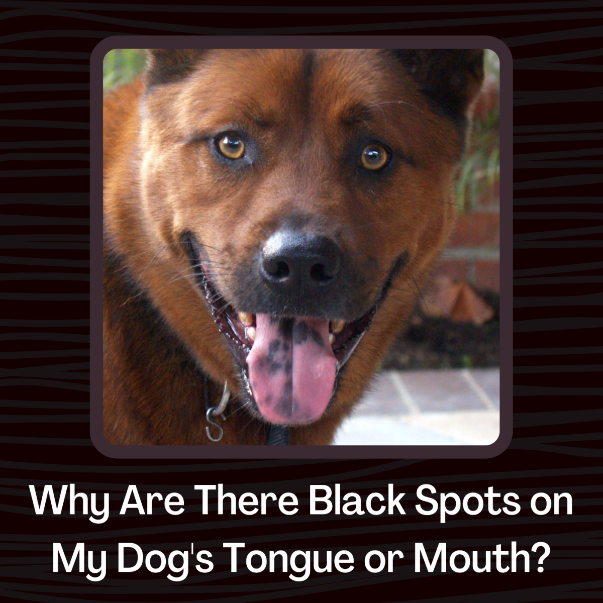 If your dog has black coloring on their mouth or tongue, there are several possible explanations.