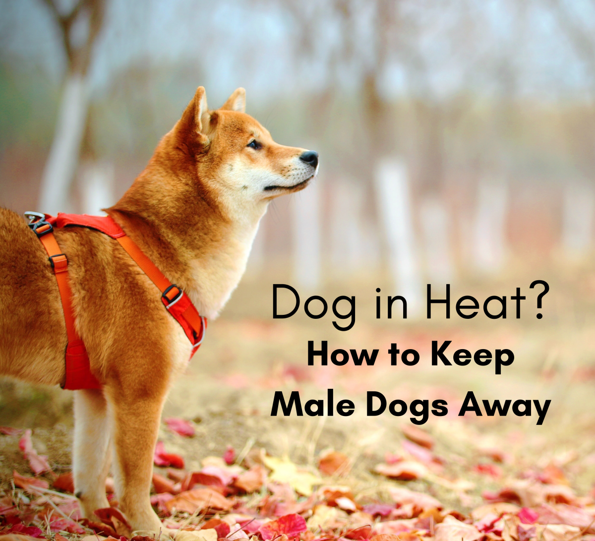 what do i do when my female dog is in heat