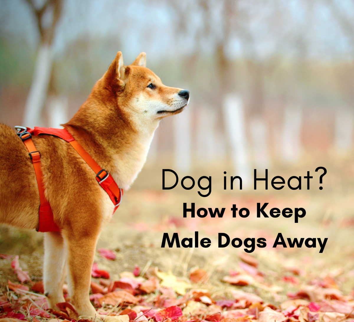 How To Keep Male Dogs Away From Females In Heat PetHelpful