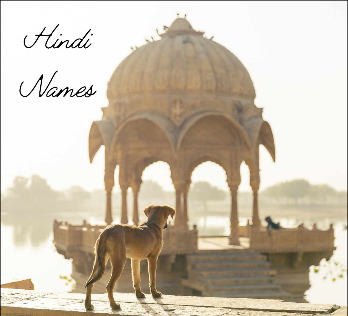 35 Best Hindi Dog Names From India PetHelpful