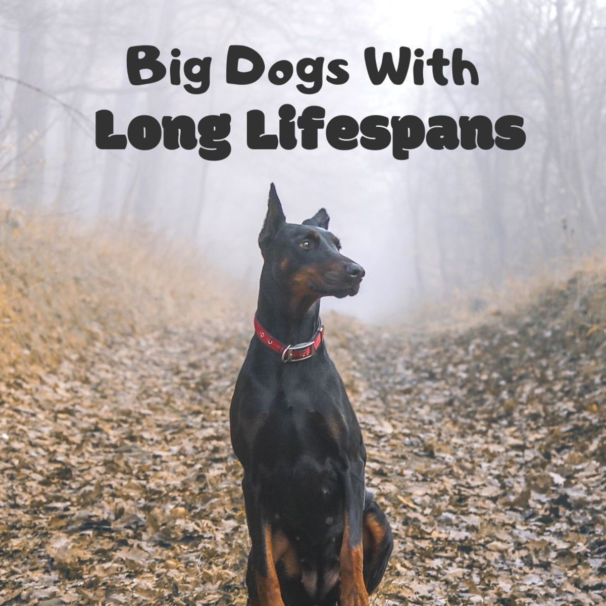 Large dog breeds that live longer than most.