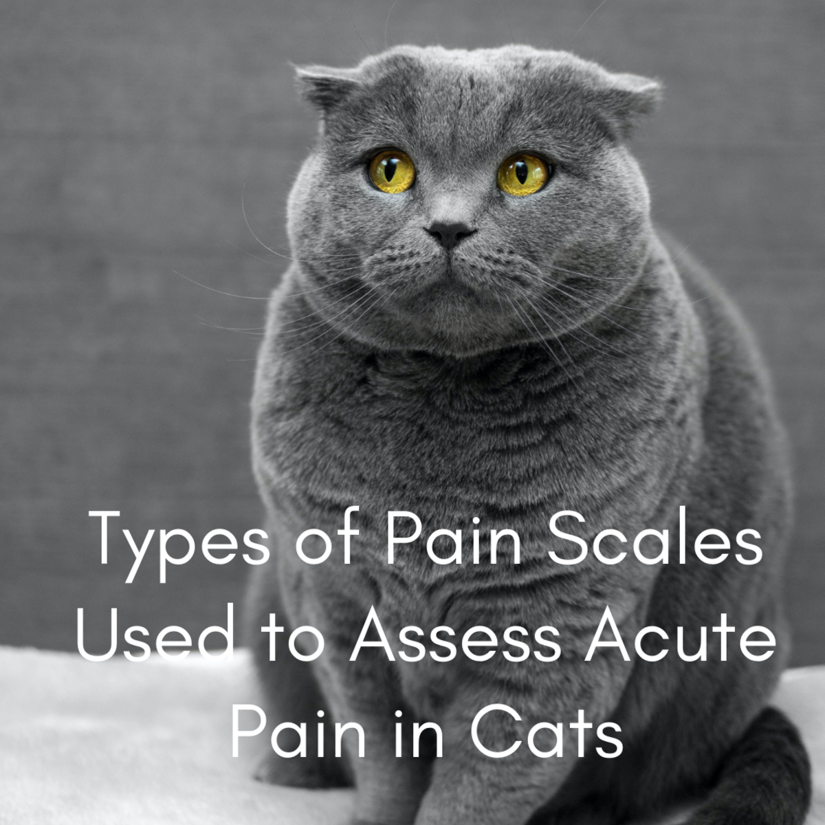 用于评估猫急性疼痛的疼痛量表类型