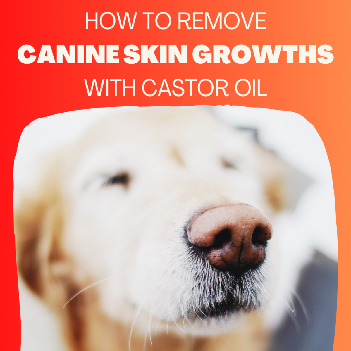 I removed a benign tumor from my dog's nose using castor oil. Read on to learn how. 