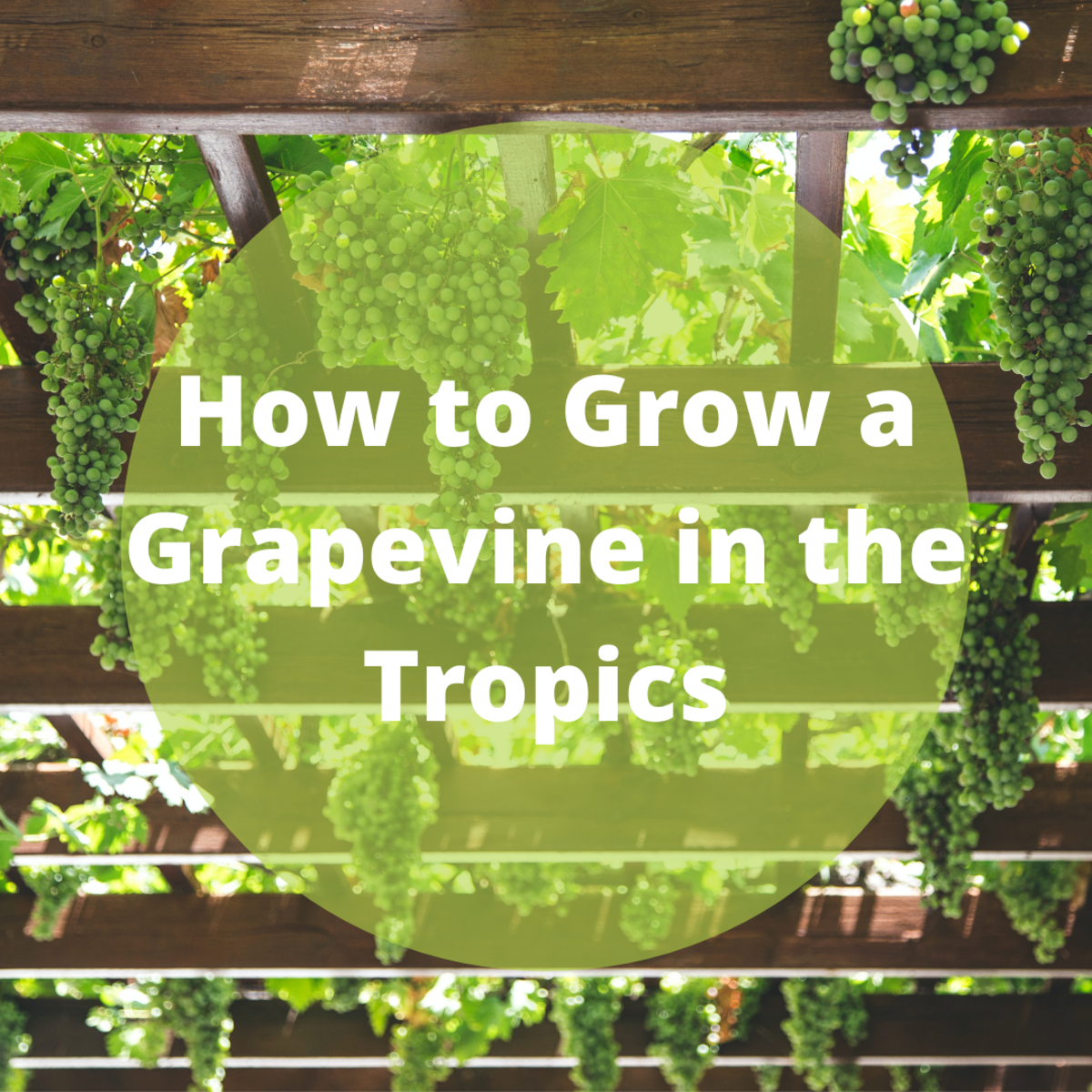 How to Grow Grapes in a Tropical Climate