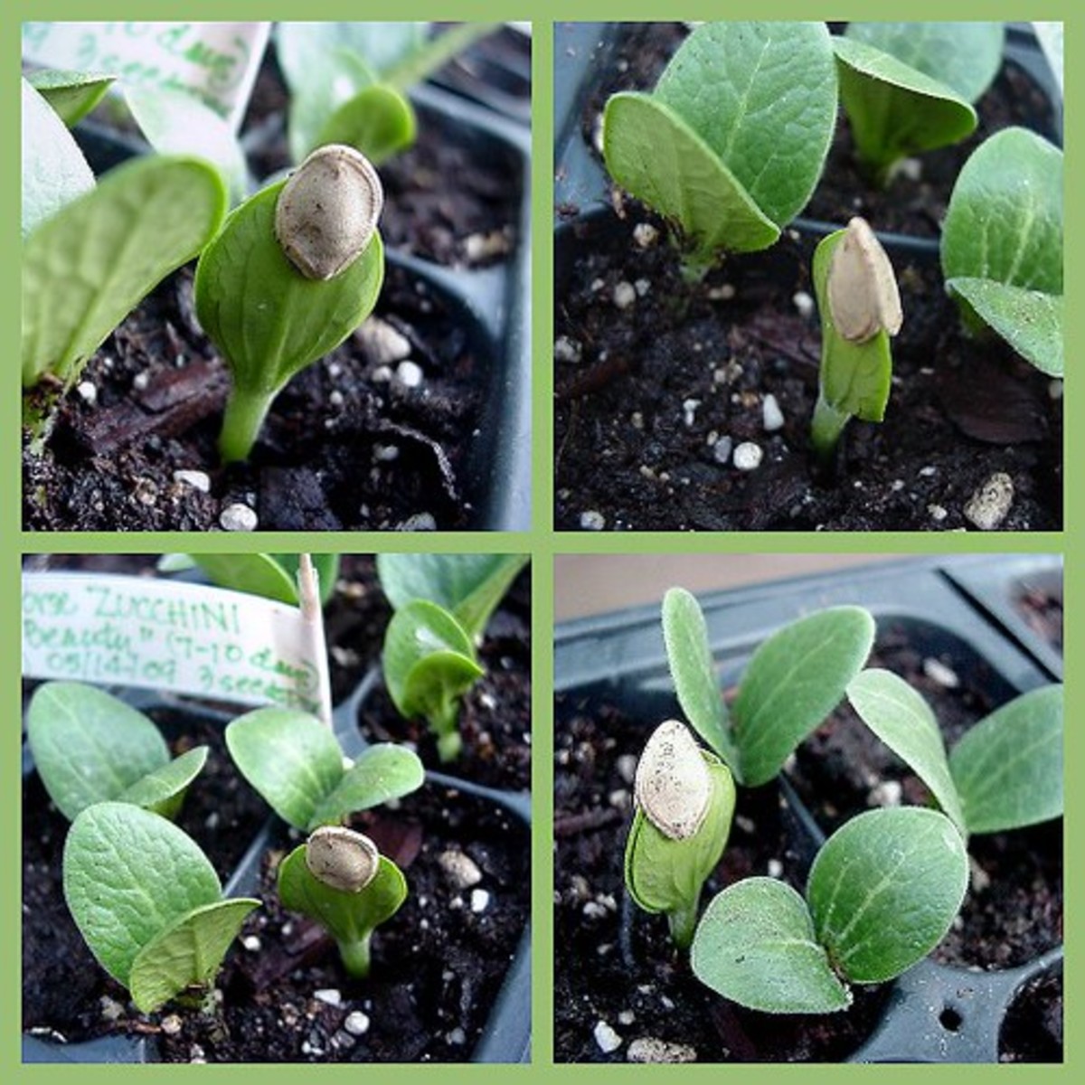 Growing Zucchini Seeds Outside in Pots HubPages