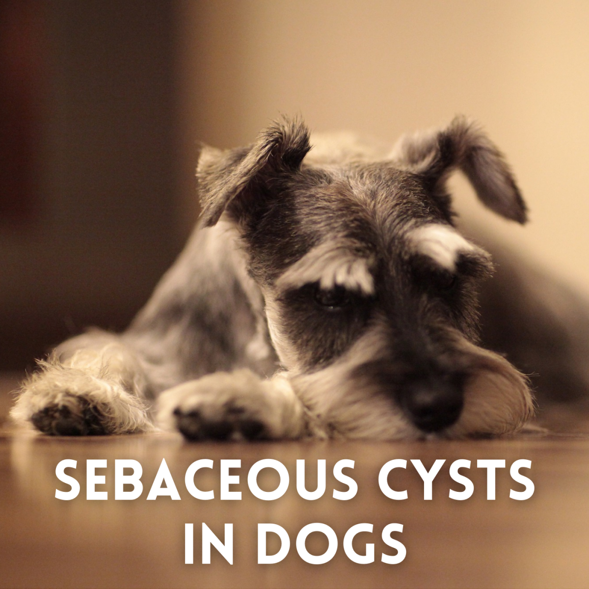 If you find an odd bump on your dog, it could be a sebaceous cyst. Learn more about these swellings and when to see the vet.