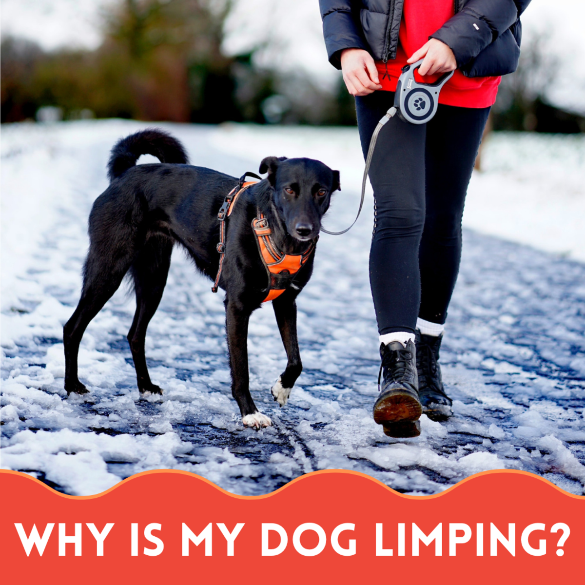 There are many possible reasons a dog may be limping. Some are more serious than others. 
