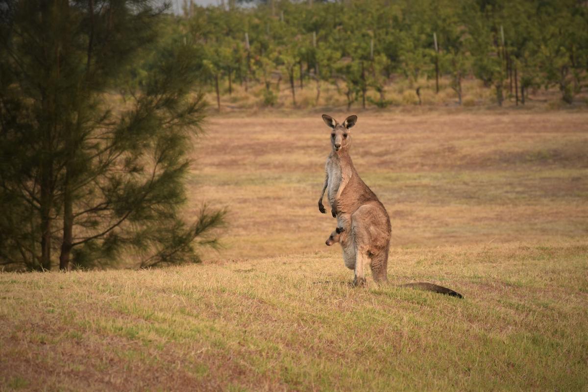 Kangaroos are legal to own in Texas. 