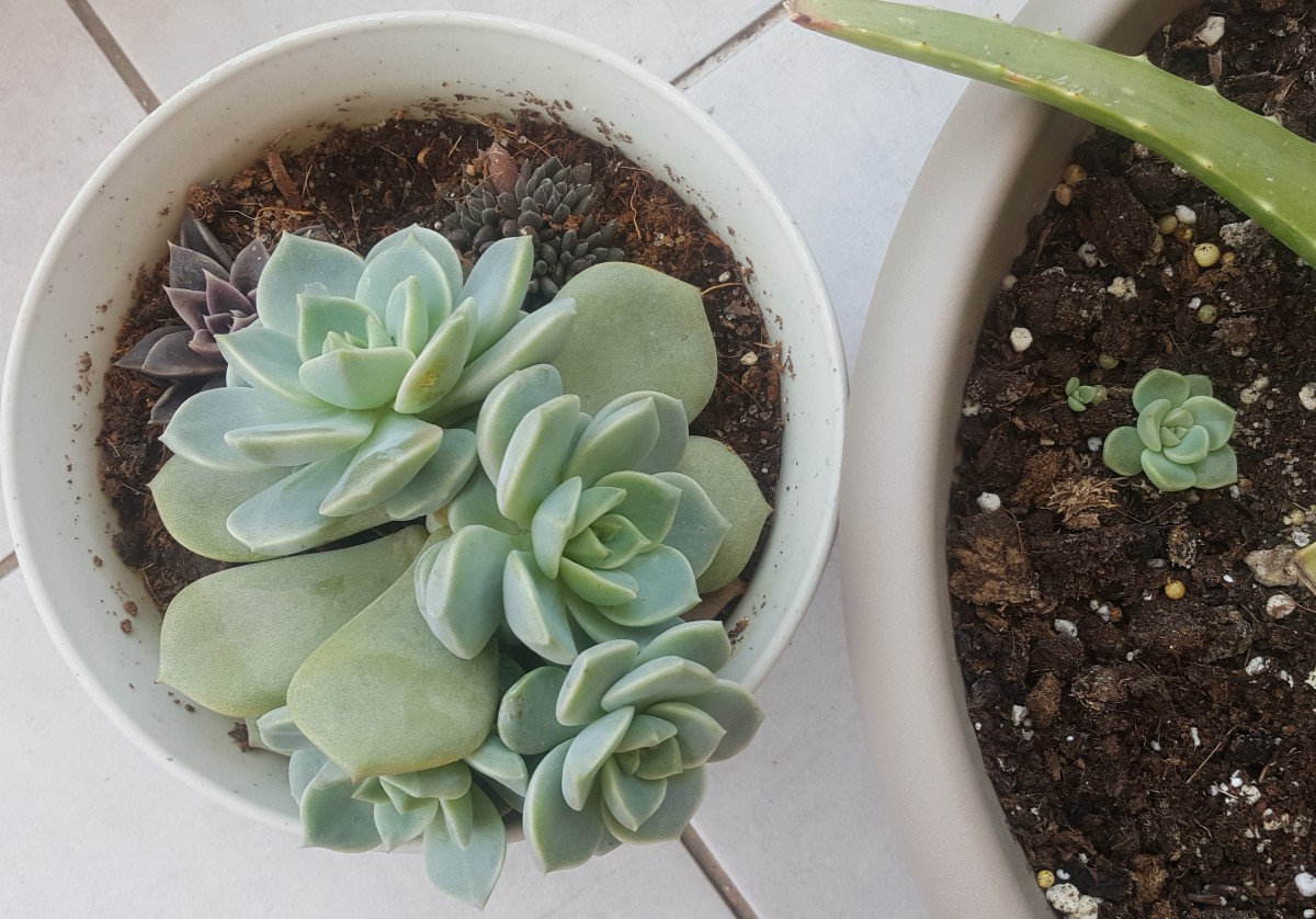 Should I Propagate My Succulents From a Leaf or a Branch?