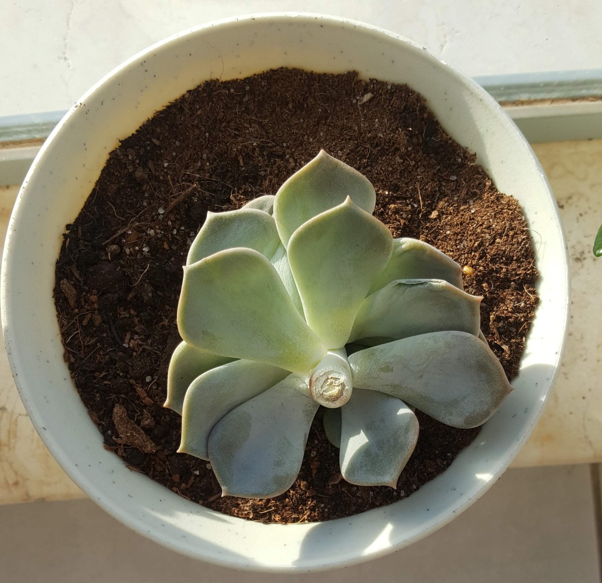 should-i-propagate-my-succulents-from-a-leaf-or-a-branch