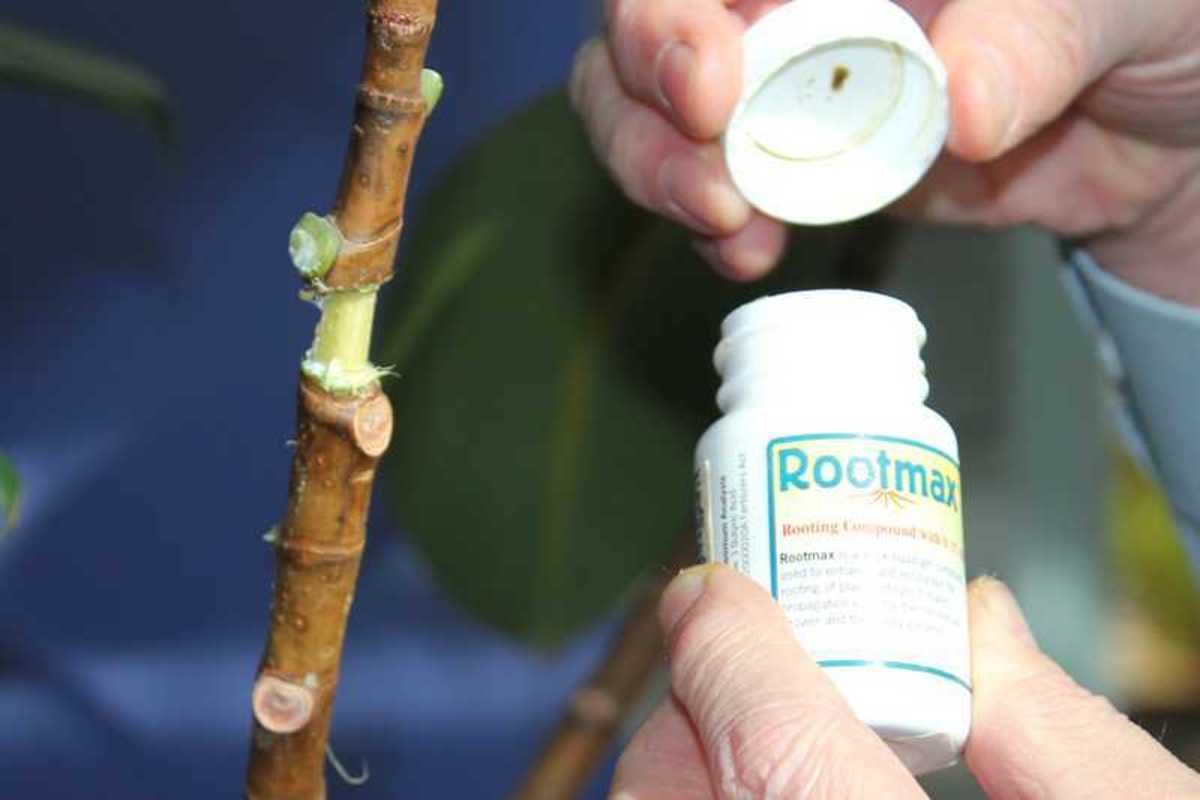 Consider using a brush to apply your rooting agent—just be sure to sterilize the brush beforehand.