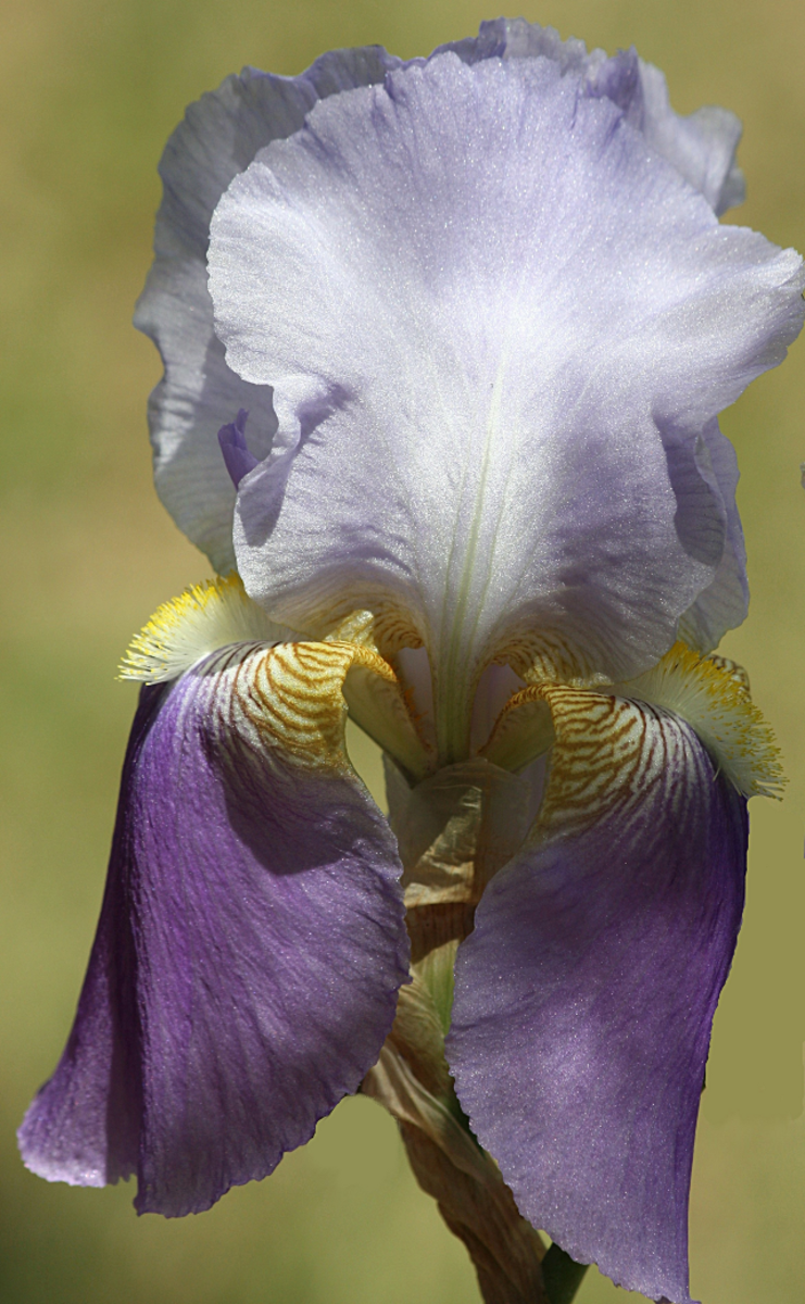 Purple Bearded Iris 