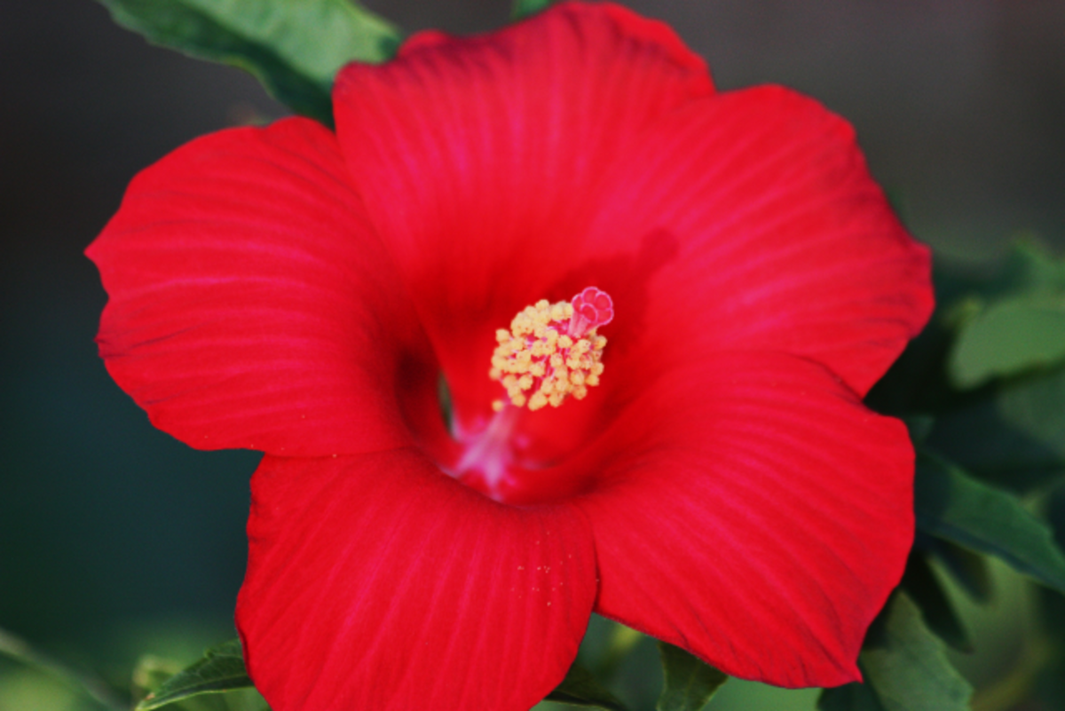 Red Hibiscus - Big and Showy