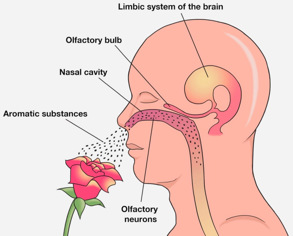 what-is-olfactory-adaptation